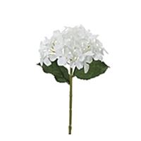 Hortensia hvid 28 cm